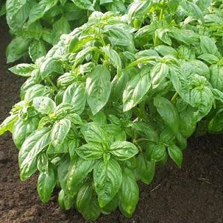 Basil Caesar Ocimum basilicum 1,000 Seeds