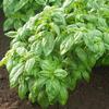 Basil Caesar Ocimum basilicum 1,000 Seeds view 1