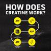 Ascent Clean Creatine Monohydrate Powder - 5G Per Serving, Creapure Supplement - Unflavored, 45 Servings view 4