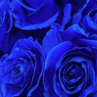 Box of 100 Roses Individually Wrapped Tinted Blue (40cm 16)