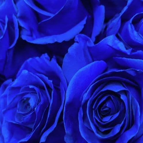 Box of 100 Roses Individually Wrapped Tinted Blue (40cm 16)