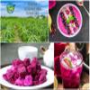 CHAVI Freeze-Dried Diced Dragon Fruit Snack - Pack of 2 x 2 oz - Healthy 1 Ingredient Superfood - No Added Sugars or Preservatives - Non-GMO, Vegan, Gluten-Free (Pack of 2) view 4