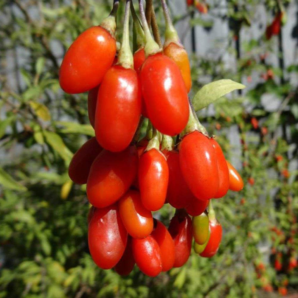Big Red Dried Goji Berry - Lycium Barbarum - Fructus Lycii - Gogi - Dried Gou Qi Zi, Red Wolfberry (100 Berries)