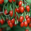 Big Red Dried Goji Berry - Lycium Barbarum - Fructus Lycii - Gogi - Dried Gou Qi Zi, Red Wolfberry (100 Berries) view 4