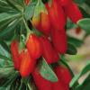 Big Red Dried Goji Berry - Lycium Barbarum - Fructus Lycii - Gogi - Dried Gou Qi Zi, Red Wolfberry (20 Berries) view 3