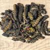 KOPABANA Mbinzo | Dried Edible Caterpillard | Chenille 2 oz view 4