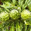 Artichoke 20 Seeds for Planting Non-GMO view 2