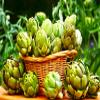 Artichoke 20 Seeds for Planting Non-GMO view 3