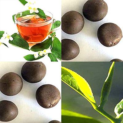 Camellia sinensis (Tea, Tea Plant, Tea Camellia) Seed, Grow your own green tea, black tea, oolong tea, and white tea, You Choose Size (100 Seed)