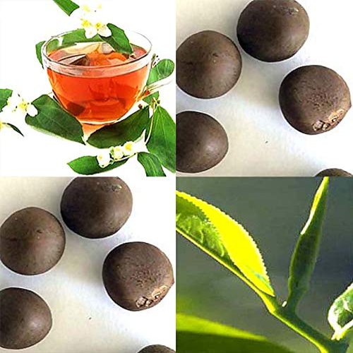 Camellia sinensis (Tea, Tea Plant, Tea Camellia) Seed, Grow your own green tea, black tea, oolong tea, and white tea, You Choose Size (100 Seed)