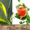 Camellia sinensis (Tea, Tea Plant, Tea Camellia) Seed, Grow your own green tea, black tea, oolong tea, and white tea, You Choose Size (100 Seed) view 3