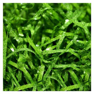 Queenbox 100g Glitter Solid Raffia Shredded Paper Gift Box Basket Filler Shreds Tissue for Wrapping Filling Stuffing Decoration, Apple Green