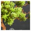 Artificial Trees Small Artificial Bonsai Tree Fake Plant Potted Pine Bonsai Plant Faux Bonsai for Windowsill Yard Desktop Display9 Inches Simulated Pine view 4