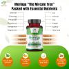 Organic Aura Moringa Leaf Capsules | 1500mg - 150 HPMC Veg | Whole Leaves Green Super Food Nutrition | Naturally Boosts Metabolism, Energy, Health, & Stamina | 100% Pure Safe Moringa |Non GMO. view 4