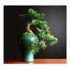 Fake Plants Bonsai Tree Faux Pine Tree Bonsai Juniper Tree Bonsai Artificial Bonsai Tree Indoor Decoration House Plant with Ceramic Pot Bonsai Tree view 1