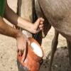 Orgakera Camel Milk 150 ml     view 2