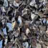 WHOLESALE Raw Black Obsidian Crystals, Natural Black Obsidian Stone, Natural Rough Black Obsidian crystals, Black Obsidian Rough, Black Obsidian Healing Crystals (Black Obsidian, 0.25 Pound) view 1