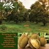 CHAVI Freeze-Dried Durian (King of Fruits) - 2 Oz - Healthy 1 Ingredient Superfood - Family Supersnacks - No Added Sugars or Preservatives - Non-GMO, Vegan, Gluten-Free view 3