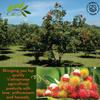 CHAVI Freeze-Dried Rambutan - 2 Oz - Healthy 1 Ingredient Superfood Supersnacks - No Added Sugars or Preservatives - Non-GMO, Vegan, Gluten-Free view 3