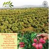 CHAVI Freeze-Dried Lychee - 2 Oz - Healthy 1 Ingredient Superfood Supersnacks - No Added Sugars or Preservatives - Non-GMO, Vegan, Gluten-Free view 3