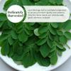 5.2 oz Dried Moringa Leaves, Leaf Tea, Hojas De Moringa Secas, Dried Oleifera Leaves, Non GMO, Caffeine-Free. Perfect For Making Leaf Extract, Loose Leaf Tea view 3