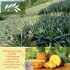CHAVI Freeze-Dried Pineapple - Pack of 2 x 2 Oz - Healthy 1 Ingredient Superfood Supersnacks - No Added Sugars or Preservatives - Non-GMO, Vegan, Gluten-Free - (2 Packs) view 4