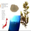 Hand-picked natural Akamoku dried seaweed fucoidan powder from Itoshima, Fukuoka, Kyushu Japan kelp seaweed (17.64 ounces) view 4