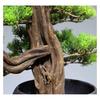 Fake Plants Artificial Welcome Pine Bonsai,13 Inch Zen Micro Landscape OrnamentFake Trees for Conference Room Exhibition Hall Rackwith Cleaning Brush Bonsai Tree view 3