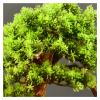 Fake Plants 13 Inches Tall Artificial Pine, A New Chinese Ornamental Fake Tree Potted, for Entrance Living Room Hotel Decorations Faux Plantswith Cleaning Brush Bonsai Tree view 3
