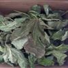 1 oz (30 grams) Organic Ficus carica leaves, Dried smashed Fig Leaves for Tea or infusion Package by Tang Store view 3
