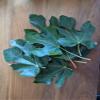 1 oz (30 grams) Organic Ficus carica leaves, Dried smashed Fig Leaves for Tea or infusion Package by Tang Store view 4