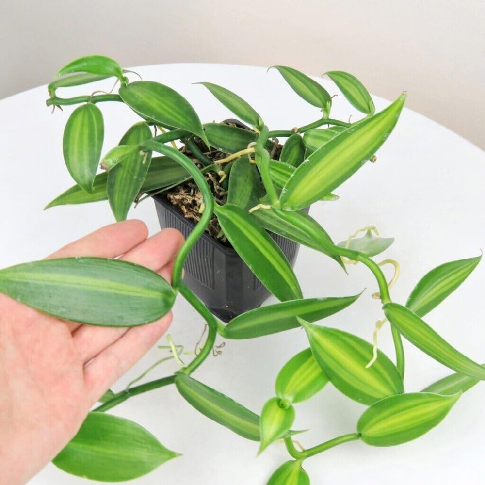 1 Vanilla Bean Orchid Vine | Vanilla Planifolia Starter Plant