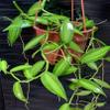 1 Vanilla Bean Orchid Vine | Vanilla Planifolia Starter Plant view 2