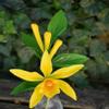 1 Vanilla Bean Orchid Vine | Vanilla Planifolia Starter Plant view 3