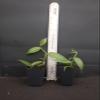 1 Vanilla Bean Orchid Vine | Vanilla Planifolia Starter Plant view 4