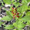 Jamaican Dog Blood Bush, Organic Fertility Tea for Women, Loose Leaf Herb for The Womb view 2