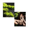 Artificial Trees Artificial Bonsai Tree23 Inches Faux Vase Bonsai Pine Fake Tree Bonsai Plant for Decoration Desktop Display Simulated Pine view 3
