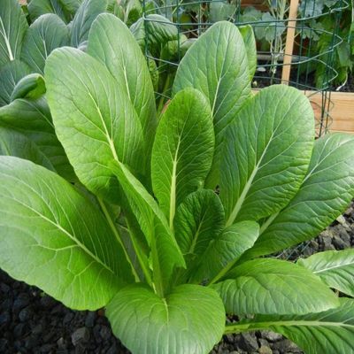 1000 Tendergreen Mustard Seeds Asian Greens Mustard Tendergreen - Non-GMO - Always Fresh Seeds! - Planting Seeds for Home Vegetable Garden