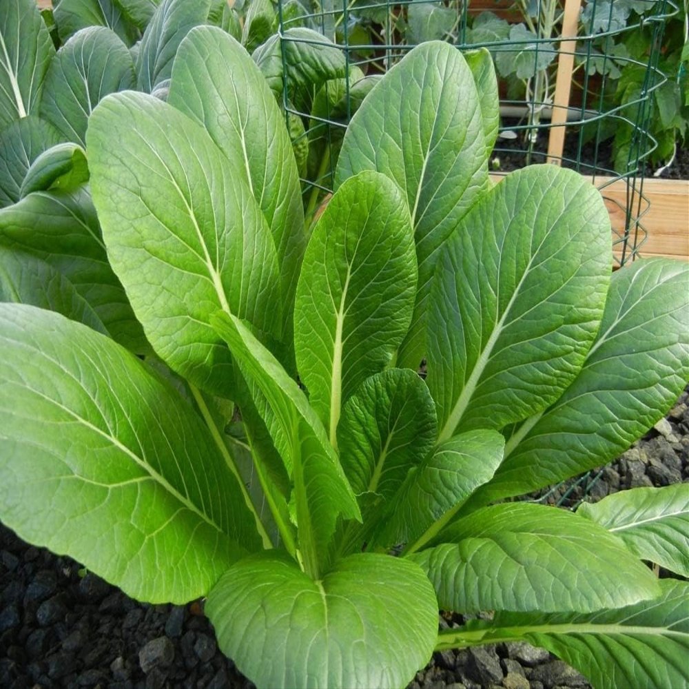 1000 Tendergreen Mustard Seeds Asian Greens Mustard Tendergreen - Non-GMO - Always Fresh Seeds! - Planting Seeds for Home Vegetable Garden
