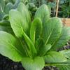 1000 Tendergreen Mustard Seeds Asian Greens Mustard Tendergreen - Non-GMO - Always Fresh Seeds! - Planting Seeds for Home Vegetable Garden view 1