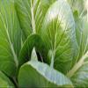 1000 Tendergreen Mustard Seeds Asian Greens Mustard Tendergreen - Non-GMO - Always Fresh Seeds! - Planting Seeds for Home Vegetable Garden view 2