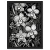 Artery8 White on Black Blooming Orchid Flower Plants Artwork Framed A3 Wall Art Print view 1
