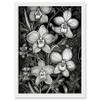 Artery8 White on Black Blooming Orchid Flower Plants Artwork Framed A3 Wall Art Print view 1