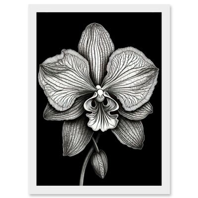 Artery8 Detailed Orchid Flower Petals in Black and White Artwork Framed Wall Art Print A4