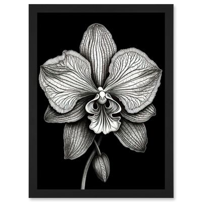 Artery8 Detailed Orchid Flower Petals in Black and White Artwork Framed Wall Art Print A4