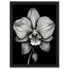 Artery8 Detailed Orchid Flower Petals in Black and White Artwork Framed Wall Art Print A4 view 1