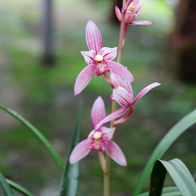 Cymbidium Orchid Ensifolium Fragrant Flowers Easy to Grow, NOT in Bud/Bloom-Mayor Red -