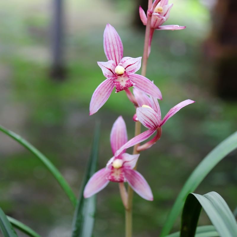 Cymbidium Orchid Ensifolium Fragrant Flowers Easy to Grow, NOT in Bud/Bloom-Mayor Red -