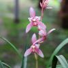 Cymbidium Orchid Ensifolium  Fragrant Flowers Easy to Grow, NOT in Bud/Bloom-Mayor Red -   view 1
