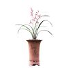 Cymbidium Orchid Ensifolium  Fragrant Flowers Easy to Grow, NOT in Bud/Bloom-Mayor Red -   view 2